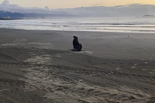 Lobo-marinho reaparece em praia do litoral de SP após ser resgatado e solto duas vezes Lobo-marinho reaparece em praia do litoral de SP após ser resgatado e solto duas vezes
