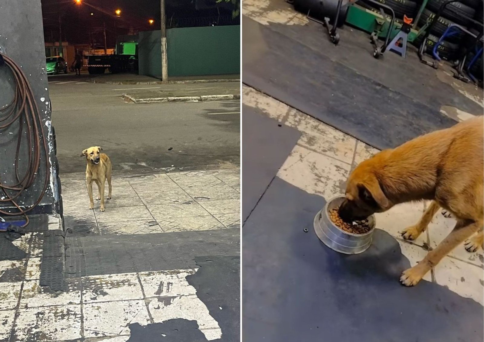 Cachorro abandonado em frente a borracharia espera por tutor no mesmo lugar, diz dono de comércio
