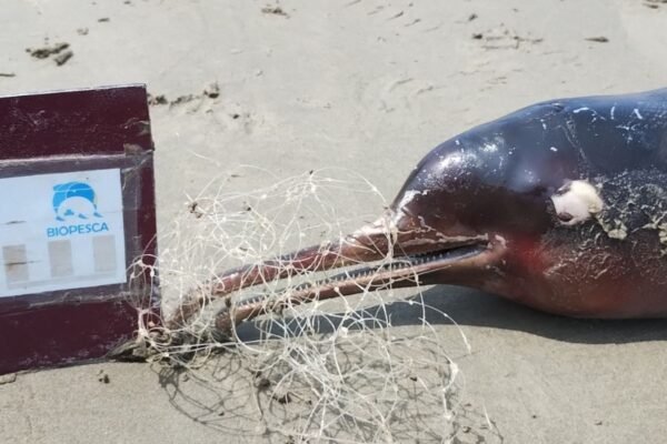 Toninha é encontrada morta enrolada em rede no litoral de SP