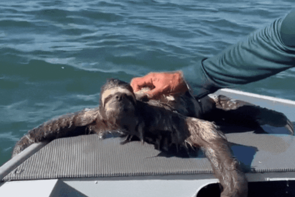 Bicho-preguiça à deriva no mar é resgatado no litoral de SP; VÍDEO