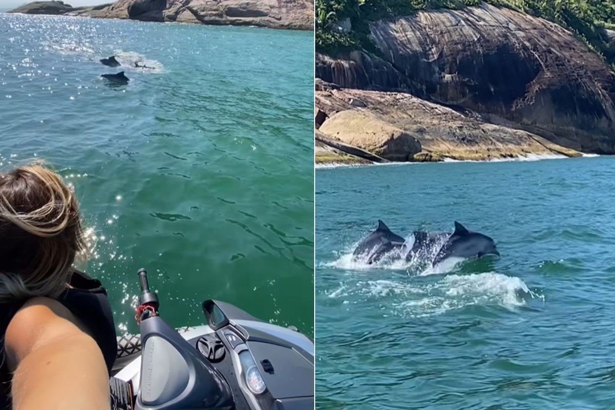 Jovem flagra show de golfinhos e arraias no dia do aniversário: ‘Presente de Deus’; VÍDEO