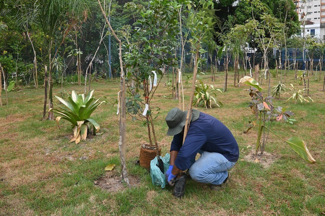 Programa Santos Sustentável tem meta de plantar 10 mil árvores  nos próximos 4 anos