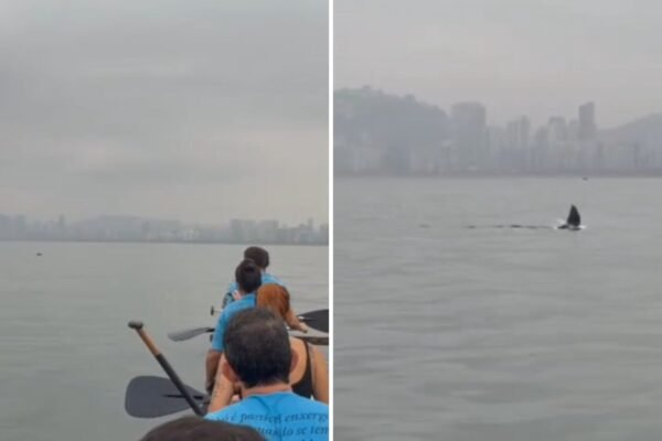 Lobo-marinho-antártico surge em Santos e canoístas registram momento inusitado; VÍDEO