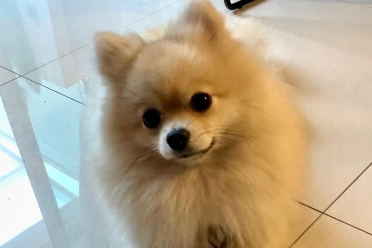 Cachorro perde olho após ataque em creche e tutora será indenizada em R$ 20 mil