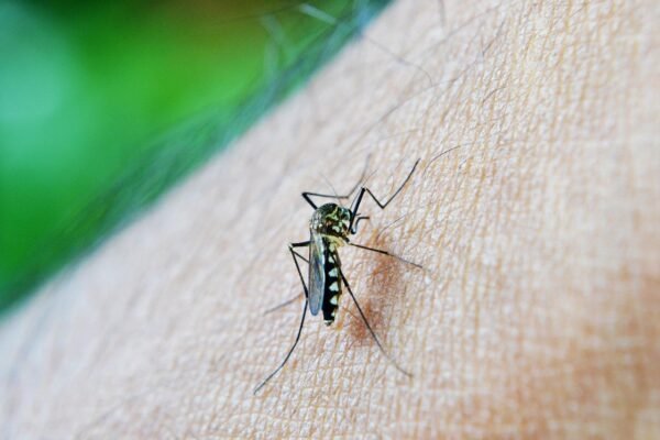 Mortes por dengue vão de 0 a quase 50 em um ano e casos ultrapassam os de Covid-19 no litoral de SP Mortes por dengue vão de 0 a quase 50 em um ano e casos ultrapassam os de Covid-19 no litoral de SP