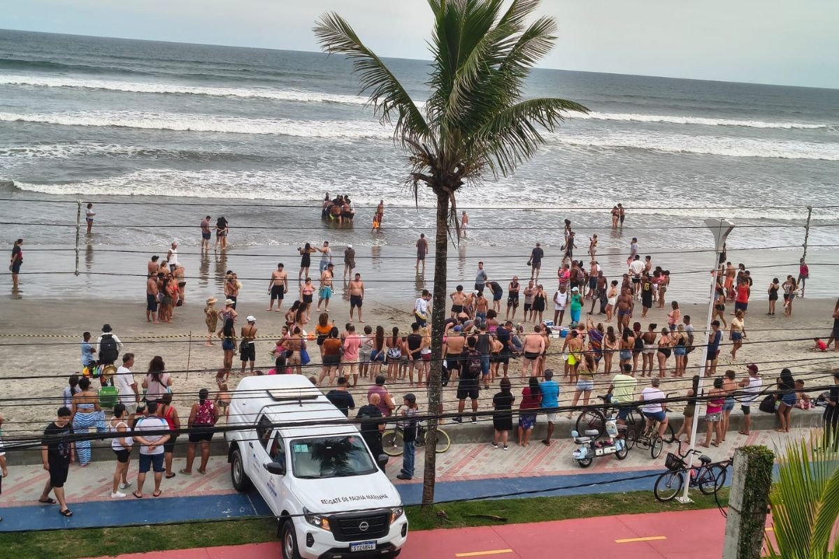 Cachalote-pigmeu com cerca de 350 quilos encalha em praia no litoral de SP; VÍDEO