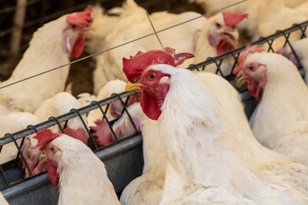 Preço do ovo de galinha subiu quase 20% de fevereiro a março