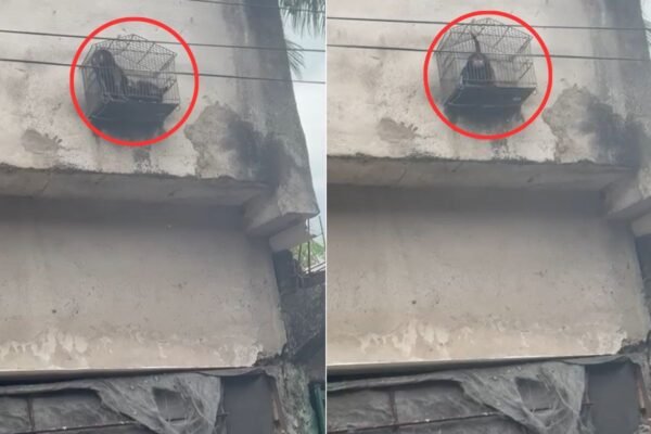 Tutor transforma gaiola em ‘sacada’ para pinscher observar a rua em SP; VÍDEO Tutor transforma gaiola em ‘sacada’ para pinscher observar a rua em SP; VÍDEO
