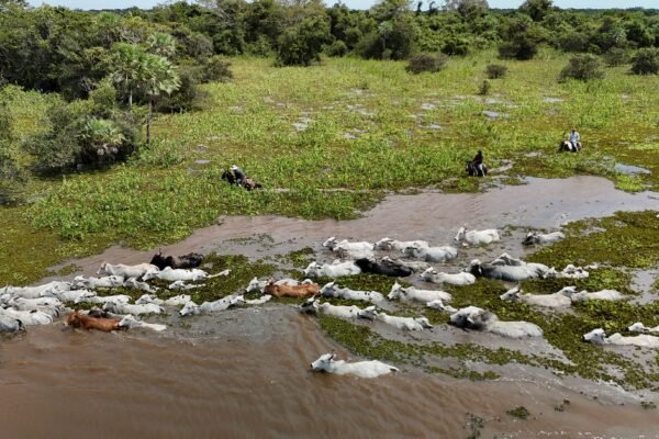 Chuva recorde na Bolívia faz vacas nadarem para fugir de cheias; VEJA