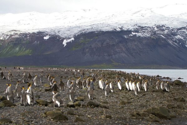 Como uma ilha habitada por pinguins e focas entrou na lista de tarifas de Trump