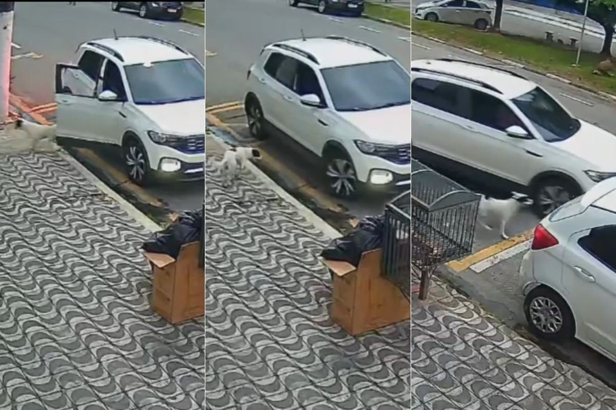 Motorista é filmado abandonando cachorro no litoral de SP: ‘Fiquei desesperada’, diz testemunha; VÍDEO