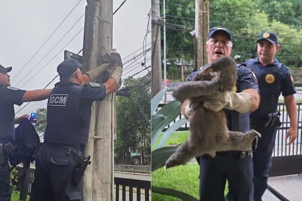 Bicho-preguiça é resgatado após subir em poste de energia em São Vicente, SP