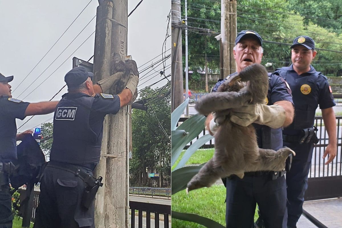 Bicho-preguiça é resgatado após subir em poste de energia em São Vicente, SP