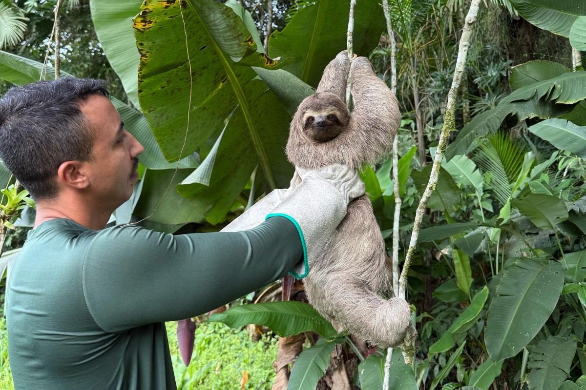 Bicho-preguiça ‘posa’ para foto após ser resgatado e solto na natureza no litoral de SP; VEJA