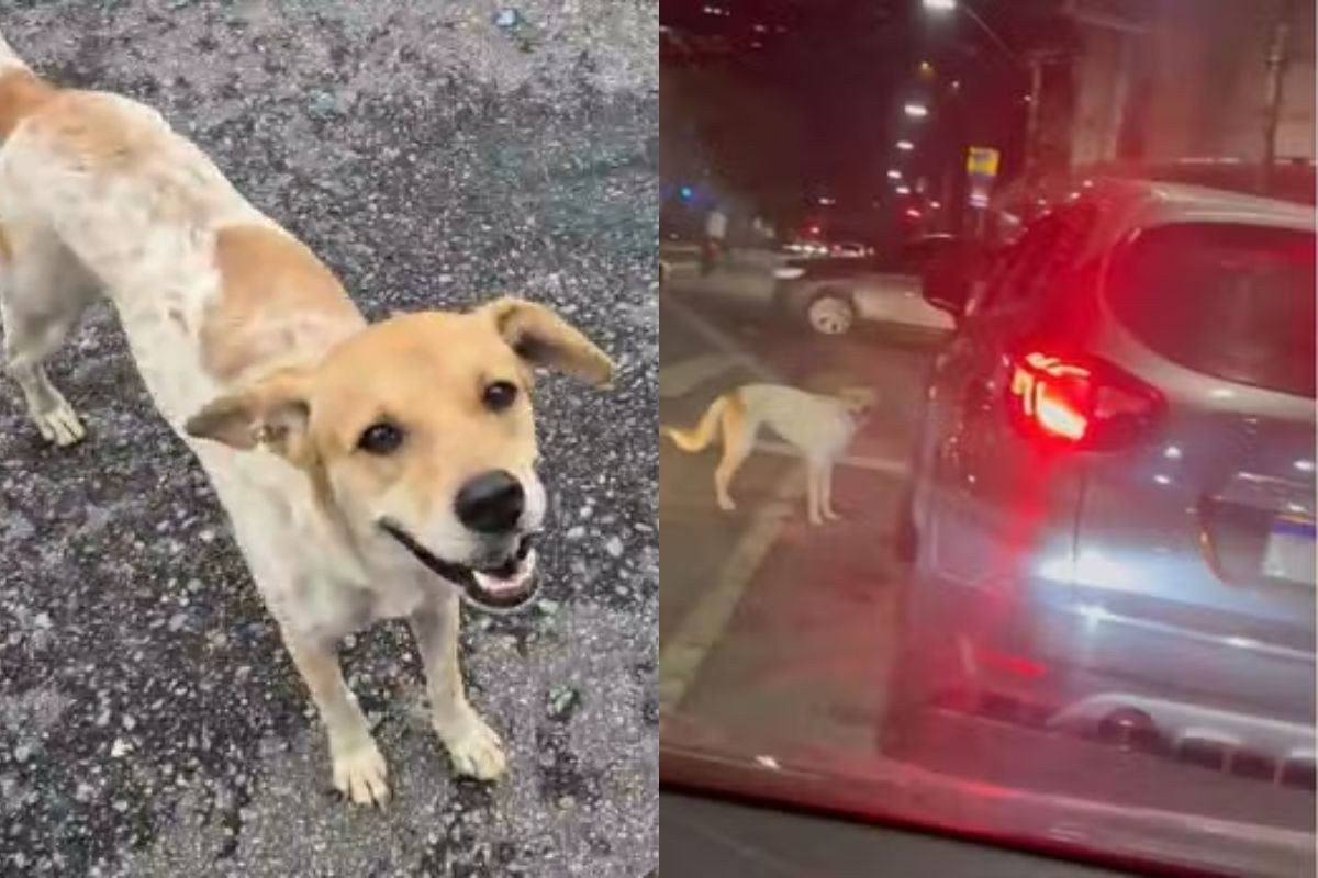 Cadela filmada correndo atrás de carro no litoral de SP não foi abandonada, diz polícia
