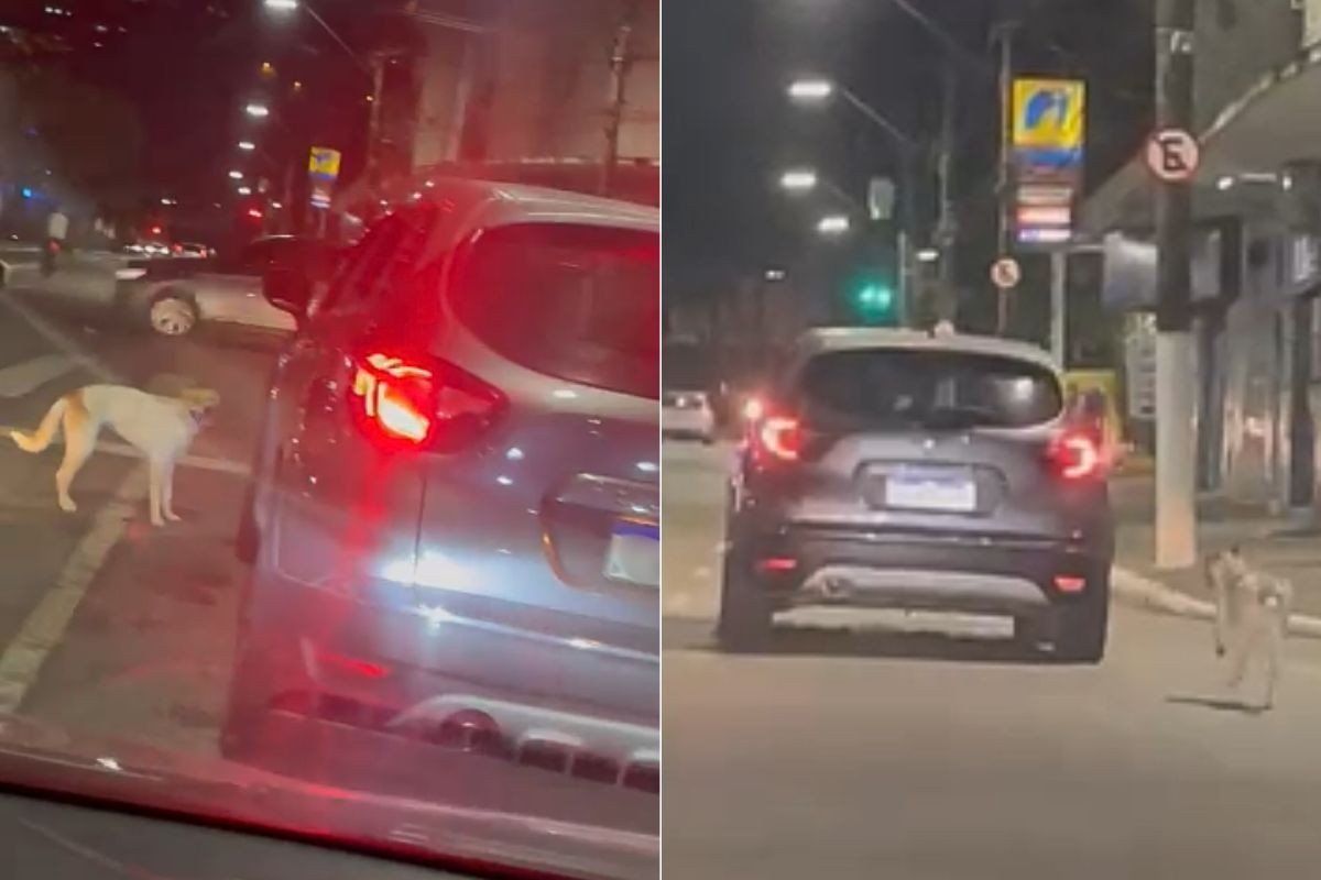 Cachorro corre desesperado atrás de carro após ser abandonado no litoral de SP; VÍDEO