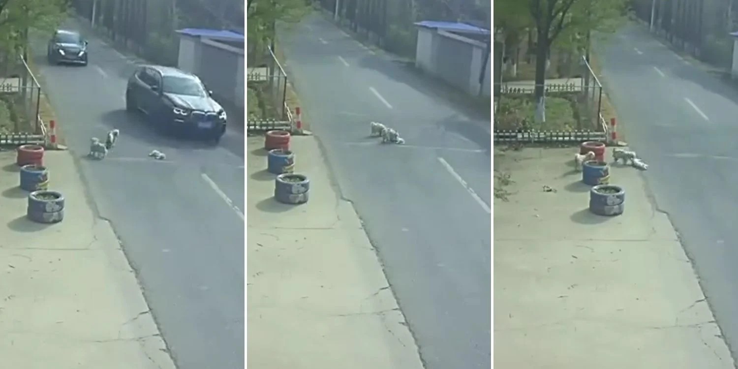 Vira-latas salvam cachorrinho atropelado por carro na China; VÍDEO mostra resgate