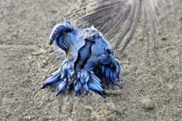 Dragão azul é encontrado morto em praia de SP: ‘É um alienígena’, diz bióloga; FOTOS