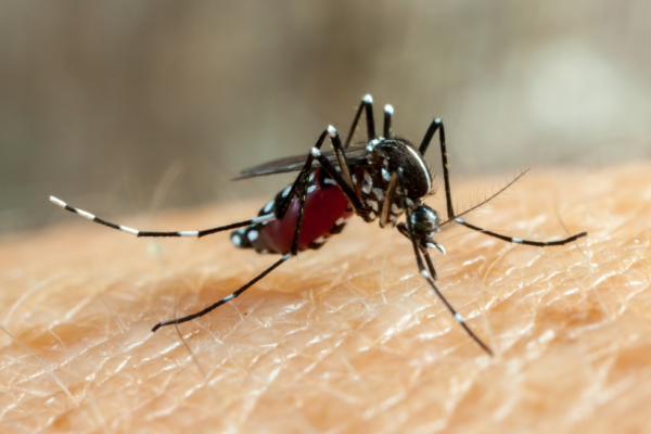 Duas crianças morrem por dengue na Baixada Santista, SP