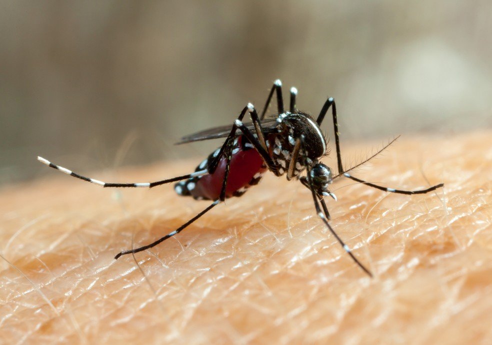 Duas crianças morrem por dengue na Baixada Santista, SP
