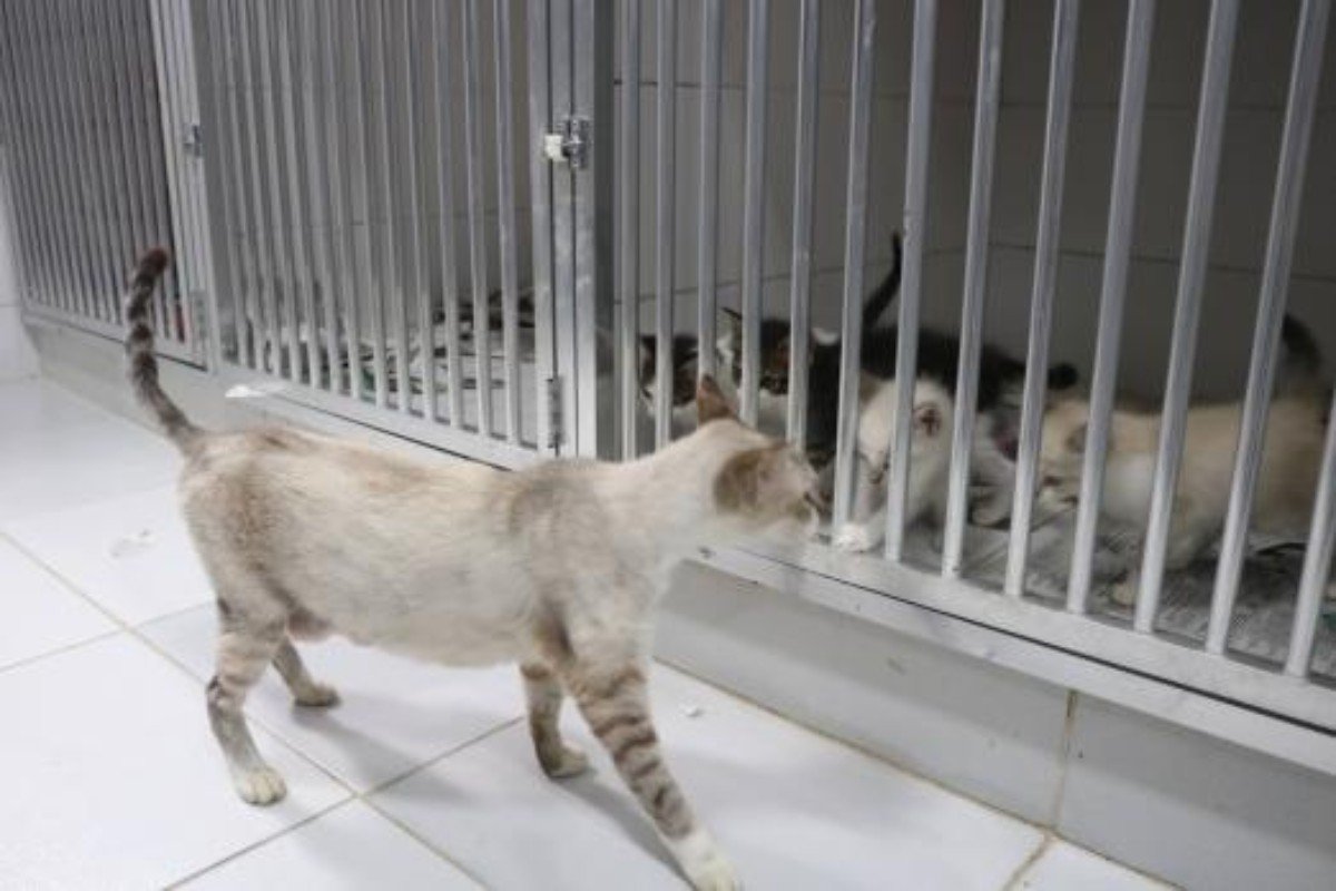 Santos, SP, inicia campanha de inverno para ajudar animais em abrigo; veja como doar