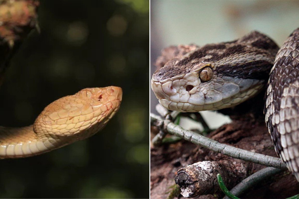 O que são as raras e temidas jararacas-ilhoas, alvo de estudo inédito do Butantã