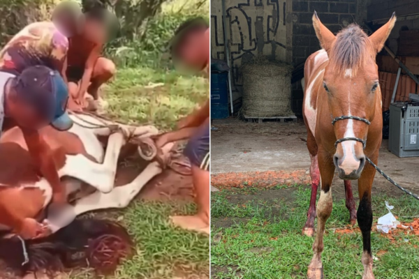 Cavalo é encontrado sangrando após sofrer mutilação durante castração ilegal no litoral de SP