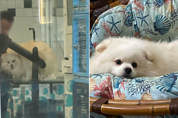 Cachorro morre horas após banho e tosa em pet shop no litoral de SP: ‘Saí com ele carregado’, diz tutor
