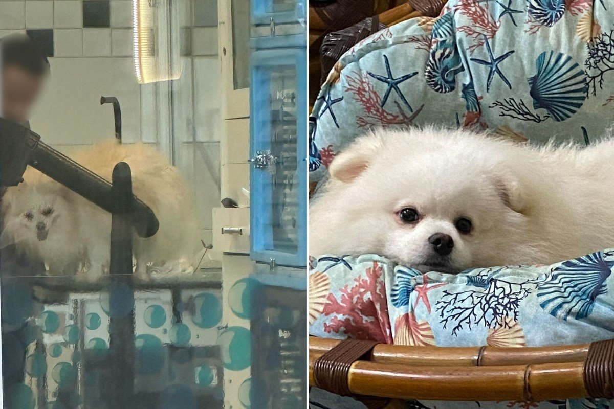 Cachorro morre horas após banho e tosa em pet shop no litoral de SP: ‘Saí com ele carregado’, diz tutor