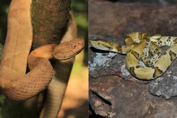 Jararaca-ilhoa ou jararaca-da-moela: qual é mais letal? Especialistas explicam