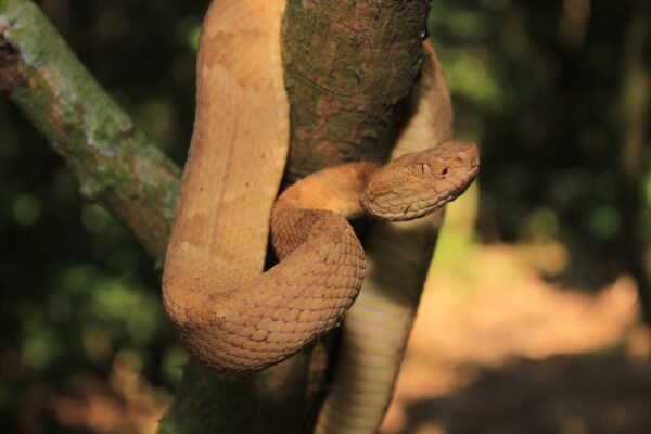 Serpente recém-descoberta será alvo de estudo do Butantan junto às raras e temidas jararacas-ilhoas; conheça