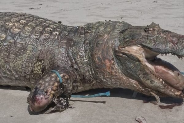 Pescador encontra jacaré morto em mangue do litoral de SP; VÍDEO