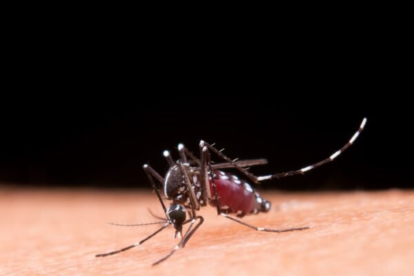 Baixada Santista ultrapassa marca de mil casos de dengue em 2025