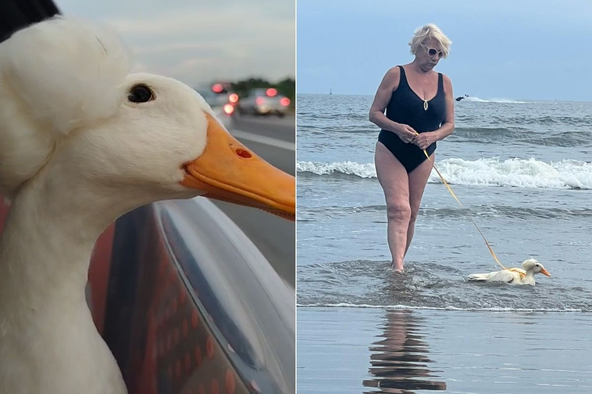 Pata de estimação conhece a praia e fica ‘encantada’ com passeio de coleira, diz tutora; VÍDEO