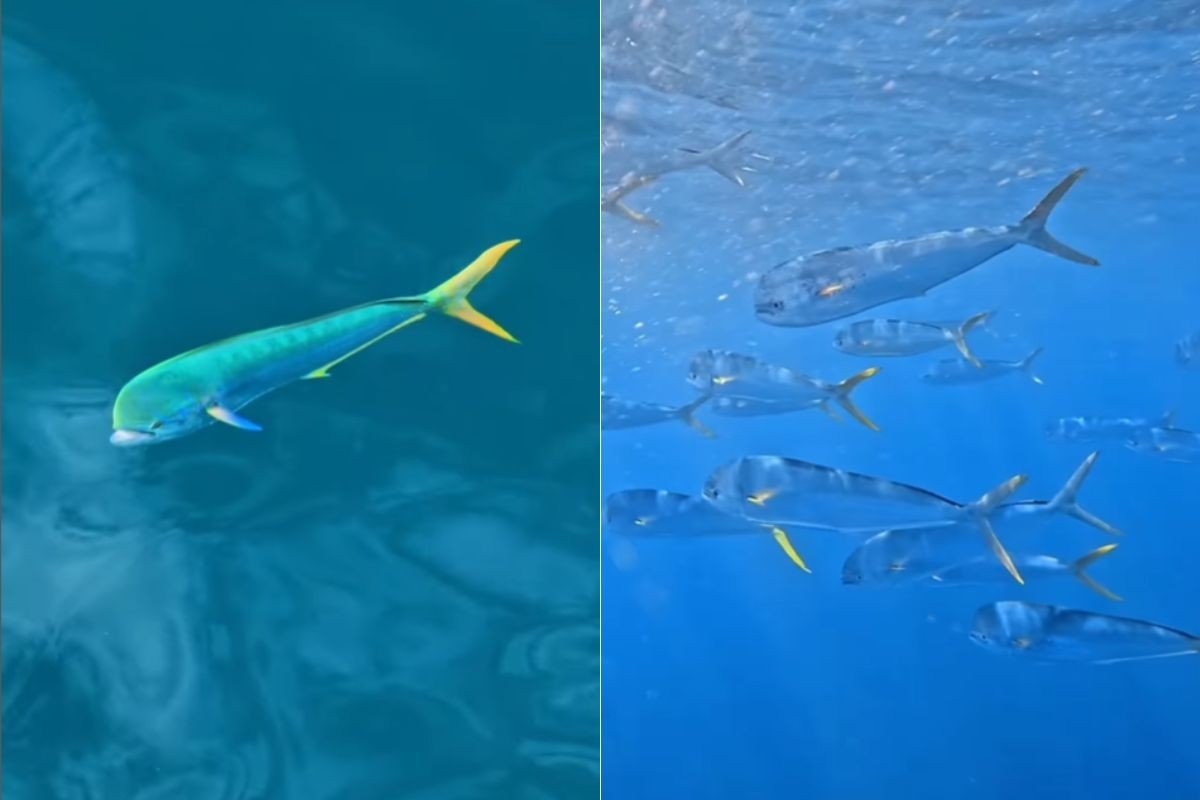 Fotógrafo registra cardume de dourados-do-mar e internautas confundem com IA; VÍDEO