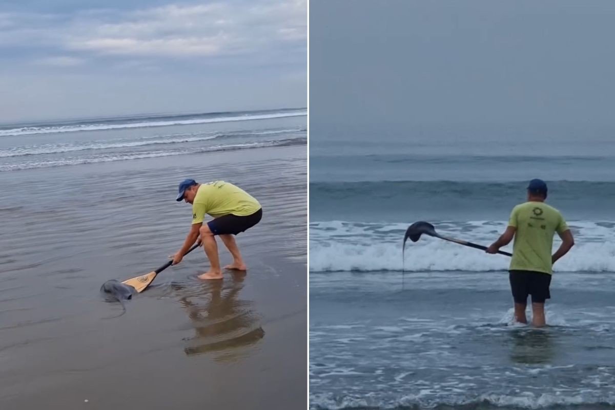 Raia encalha e é devolvida ao mar após ser transportada em remo no litoral de SP; VÍDEO