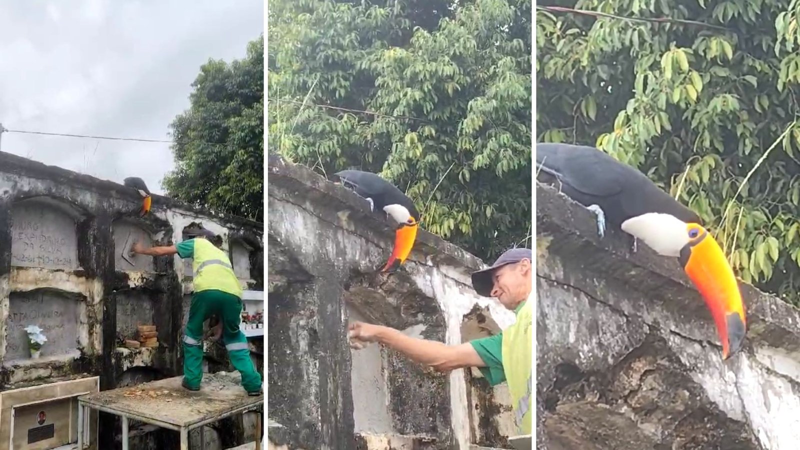 Tucano ‘coveiro’ participa de cortejos em cemitério no litoral de SP: ‘Guardião’; VÍDEO