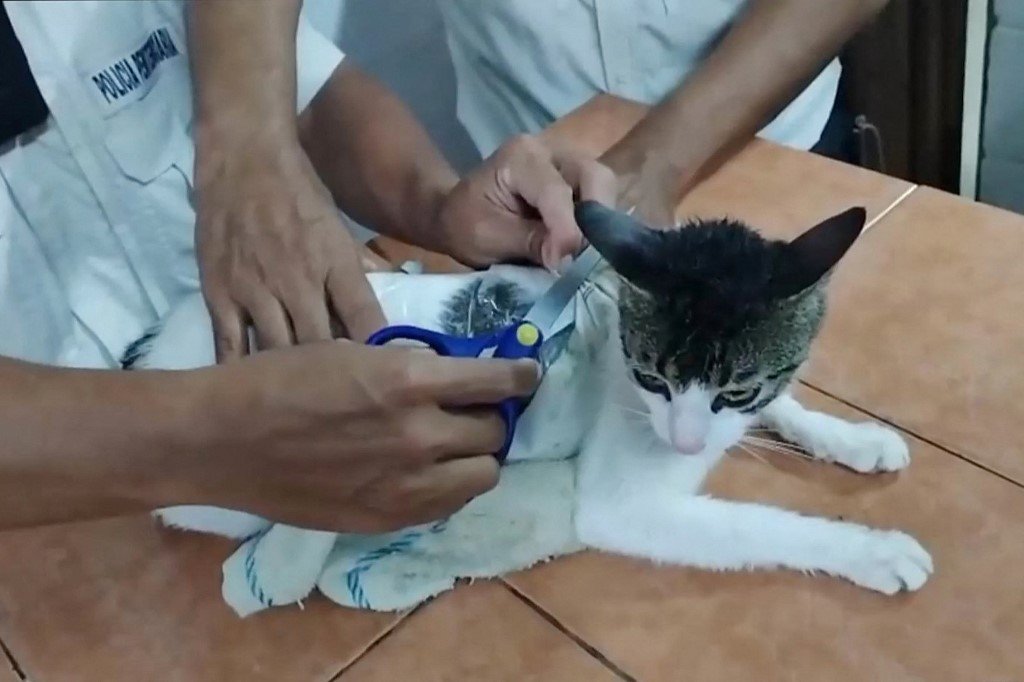 ‘Narcocat’: autoridades da Costa Rica flagram gato contrabandeando drogas para prisão; VÍDEO
