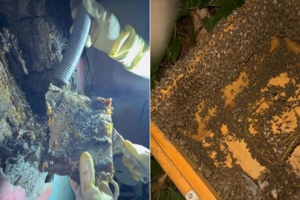Colmeia de quase 2 metros é retirada de dentro de muro após abelhas africanizadas atacarem vizinhos; VEJA