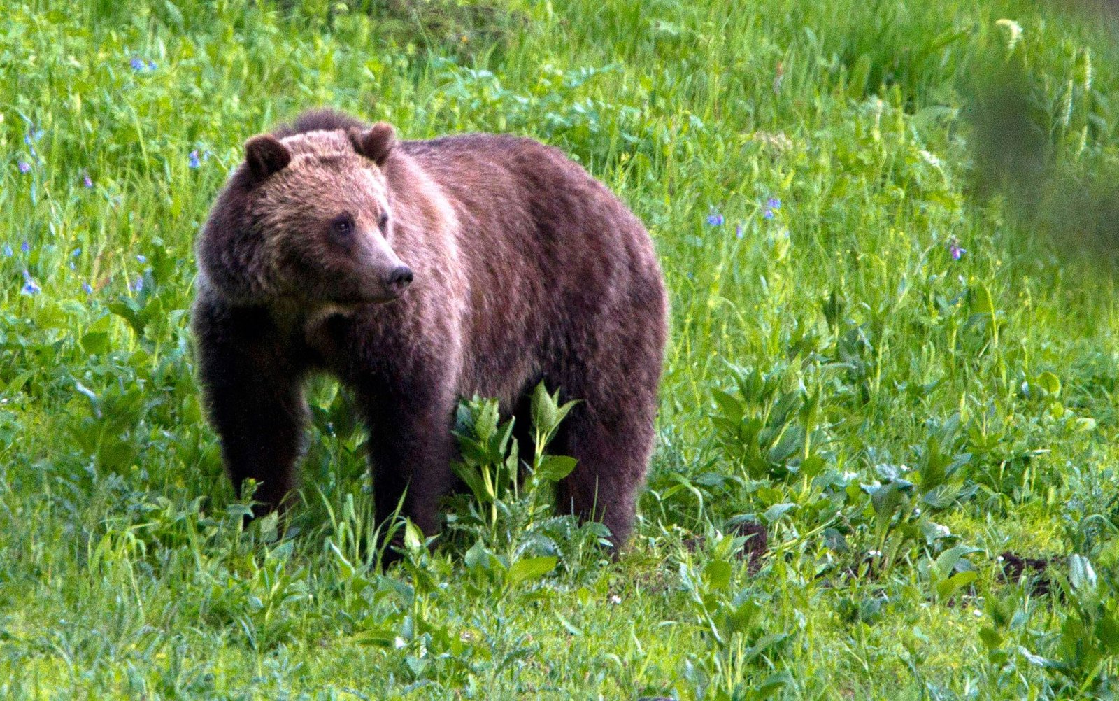 Eslováquia autoriza comércio de carne de urso