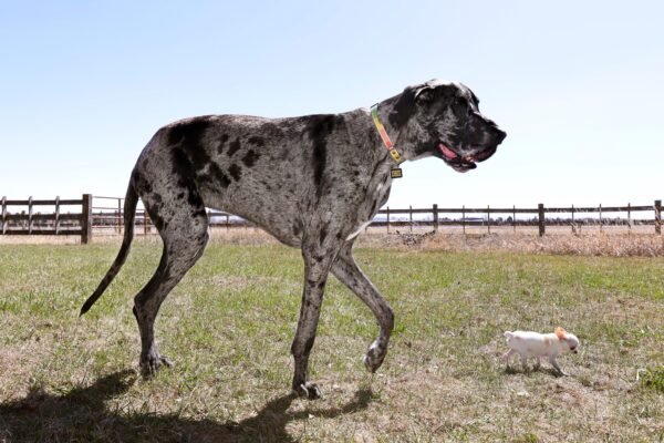 Quase 1 metro de diferença: maior e menor cachorro do mundo se encontram