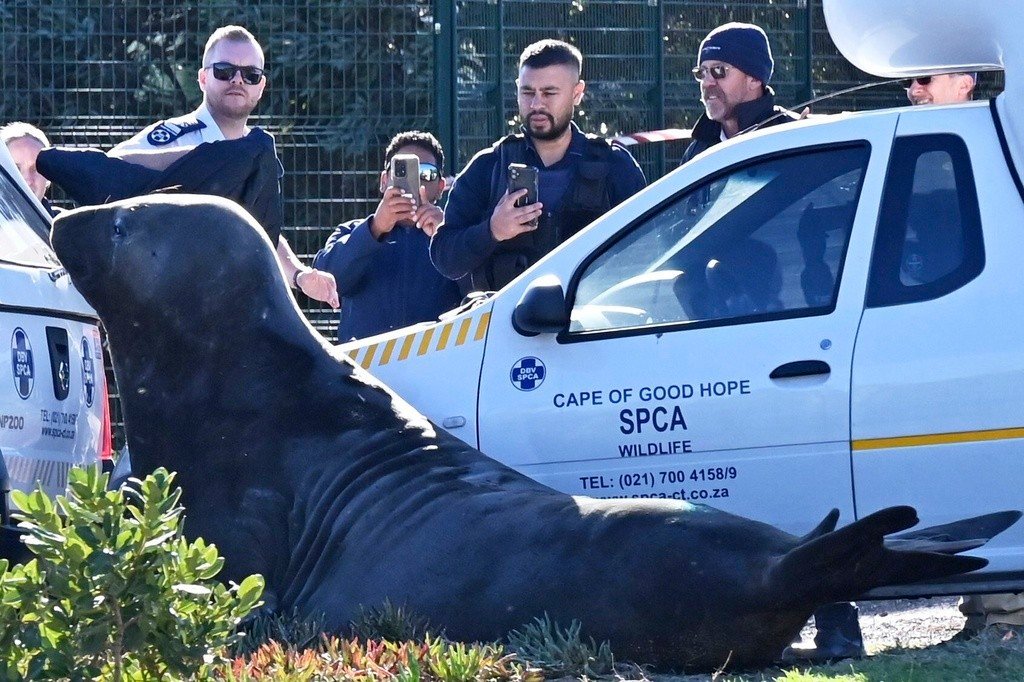 VÍDEO: Elefante-marinho aparece em bairro da África do Sul e mobiliza resgate