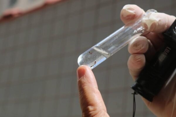 Santos, SP, inicia segunda avaliação de Densidade Larvária do ano para combater Aedes Aegypti; entenda