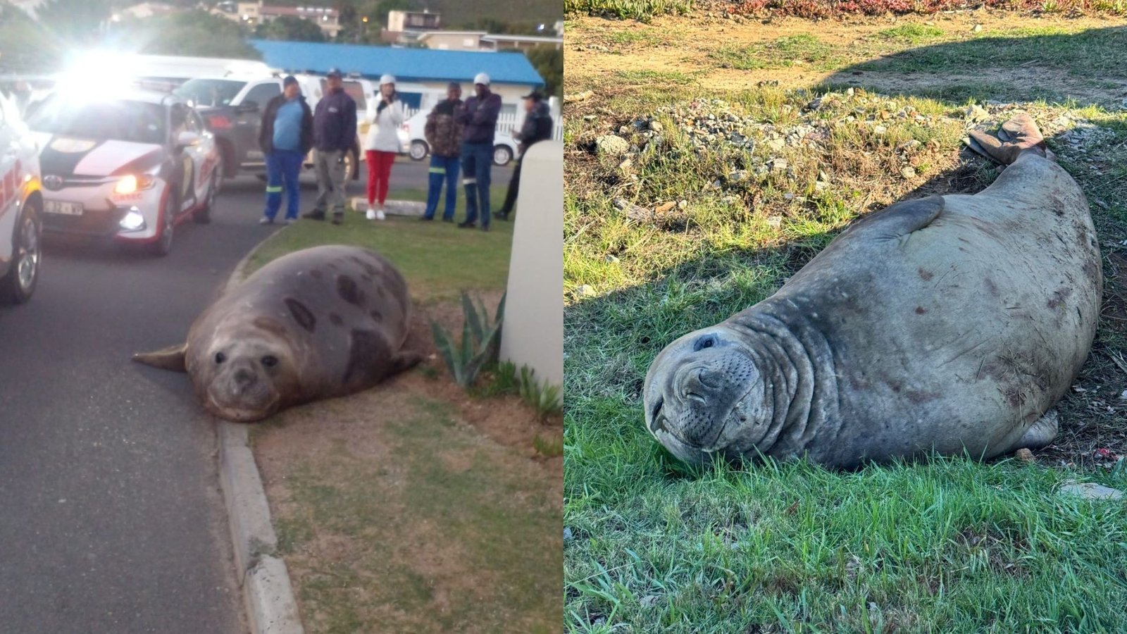 Elefante-marinho ‘invade’ ruas na África do Sul e mobiliza operação de resgate