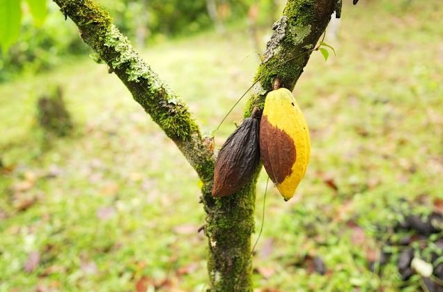 Comissão debate risco da monilíase para a produção de cacau no Brasil