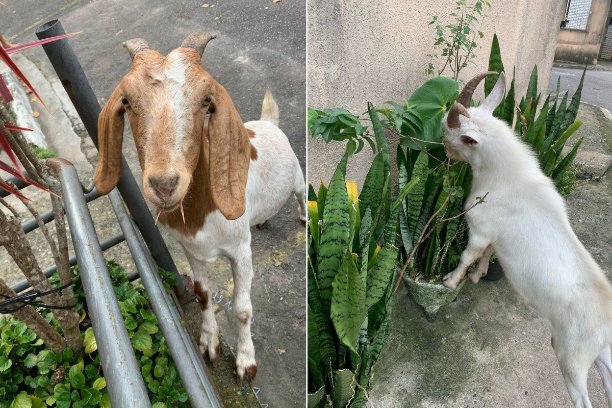 Bodes assustam moradores e são flagrados comendo plantas em conjunto habitacional em Santos, SP