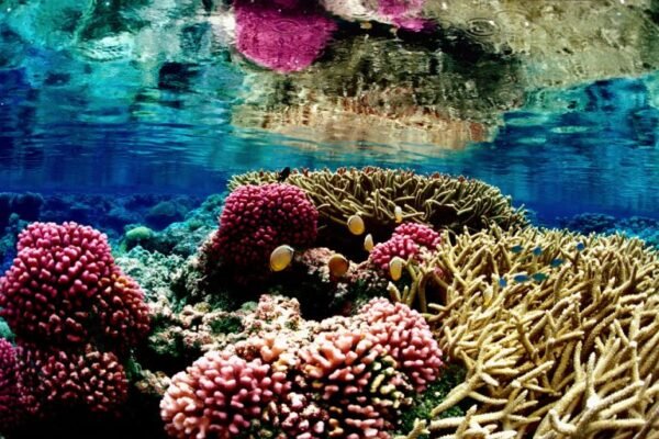 Comissão de Meio Ambiente debate papel do Brasil na 3ª Conferência dos Oceanos da ONU Comissão de Meio Ambiente debate papel do Brasil na 3ª Conferência dos Oceanos da ONU