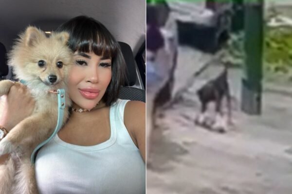 Cachorro morre após fugir de casa e ser atacado por outro cão no litoral de SP; VÍDEO Cachorro morre após fugir de casa e ser atacado por outro cão no litoral de SP; VÍDEO