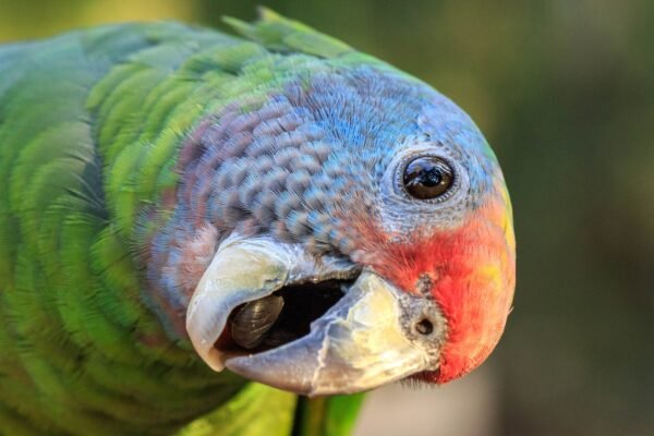 Itanhaém, SP, elege papagaio-de-cara-roxa como ave símbolo do município; entenda Itanhaém, SP, elege papagaio-de-cara-roxa como ave símbolo do município; entenda