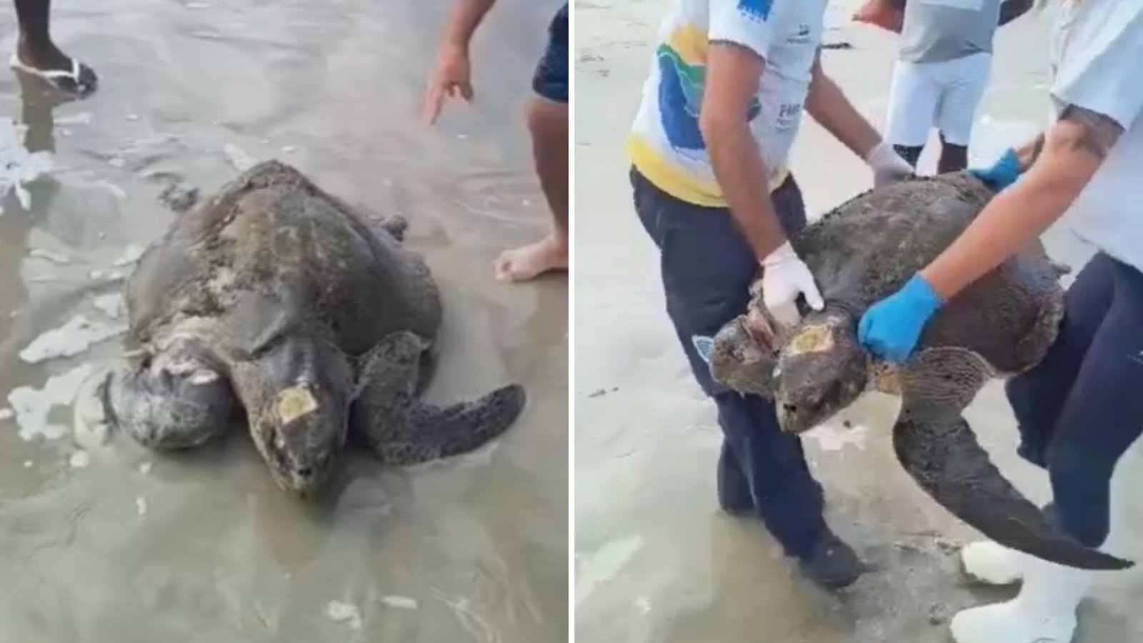 Tartaruga de 46 kg ameaçada de extinção é resgatada no litoral de SP; VÍDEO